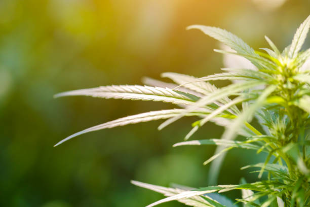 CBD genießen leicht gemacht: Warum immer mehr Menschen fertige Joints online bestellen CBD genießen leicht gemacht: Warum immer mehr Menschen fertige Joints online bestellen