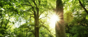 Wie ein Gesundheitscheck für Bäume die Lebensdauer Ihrer Bäume verlängert Gesundheitscheck für Bäume