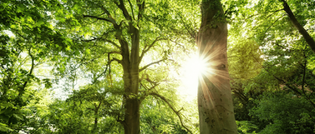 Gesundheitscheck für Bäume